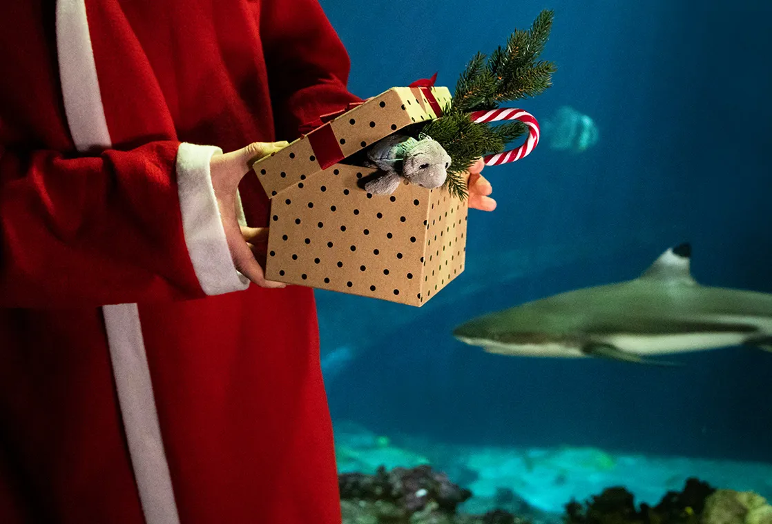 SEA LIFE Geschenkticket Weihnachten 1118X760px