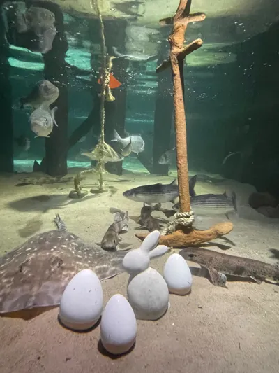 Ostereier Im SEA LIFE 2
