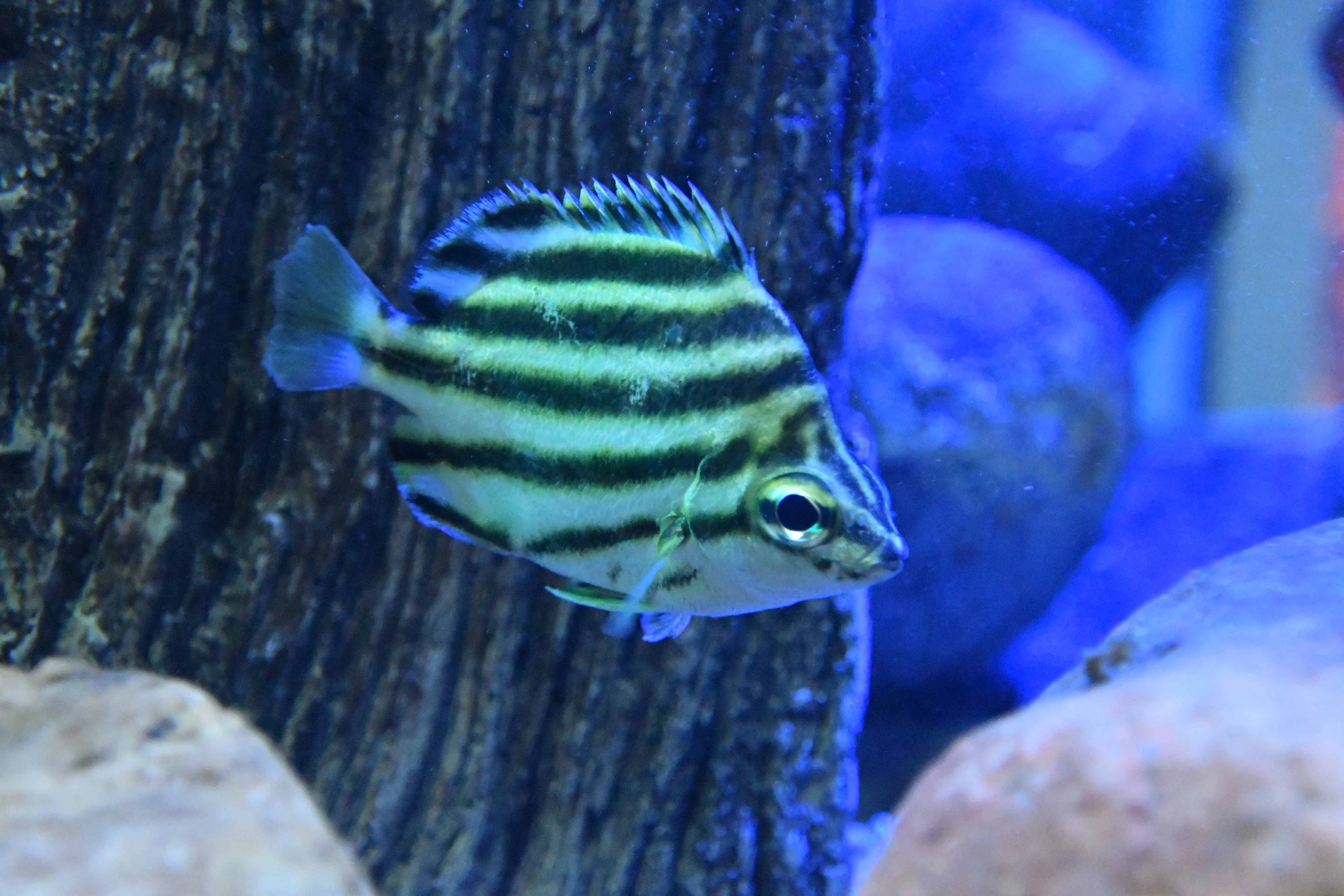Nördlicher Streifenfalterfisch (7)