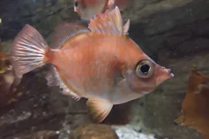 Eberfisch (4)