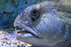 Im SEA LIFE gibt es viel zu entdecken