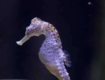 Sea Life Langschnaeuziges Seepferdchen Hippocampus Guttulatus