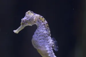 Sea Life Langschnaeuziges Seepferdchen Hippocampus Guttulatus