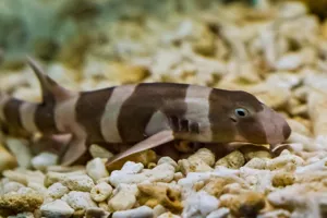 10577 Brown Banded Bamboo Shark 2 Min