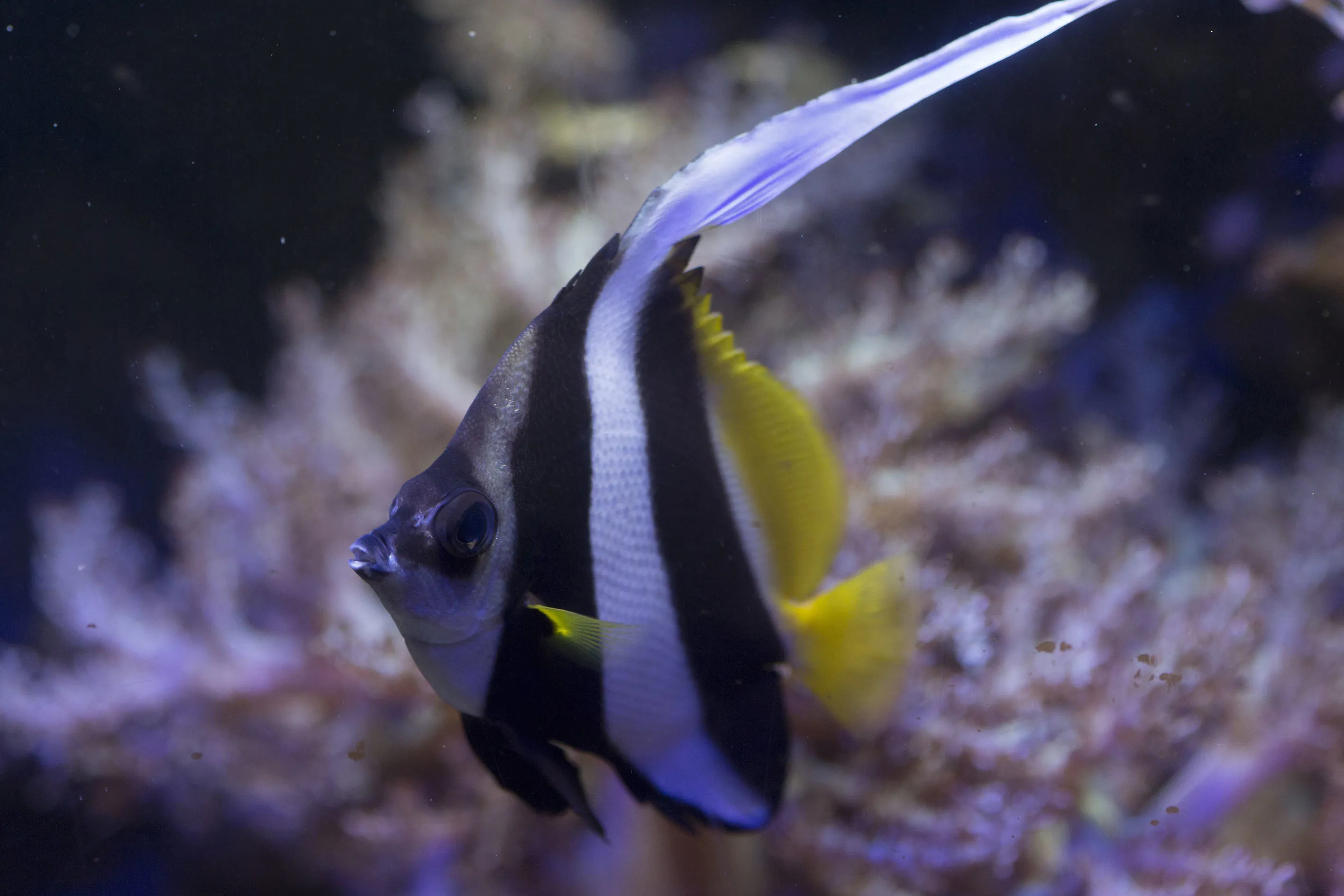 8488 Longfin Bannerfish Heniochus Acuminatus 1 Min