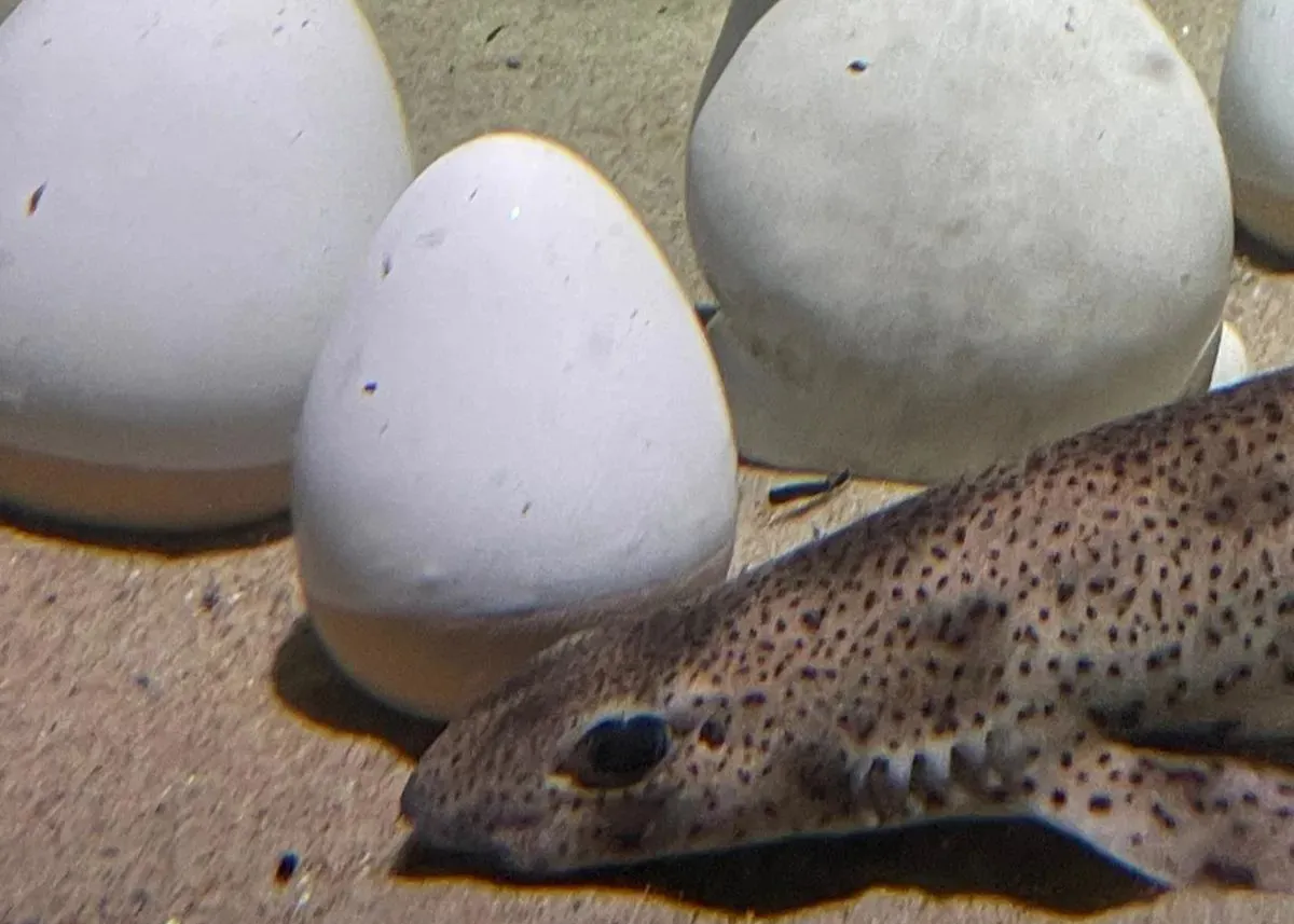 Ostereier Im Sea Life 1