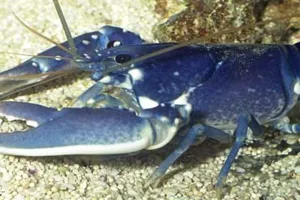Sea Life Hummer