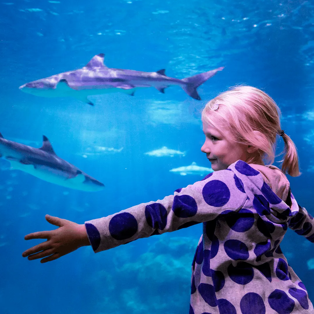 LTO Kids Website Asymmetrical 1080X1080px (1)