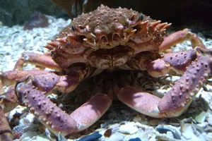 Seespinne 1 Min