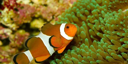 10582 Clownfish With Anemone Min