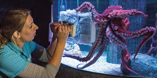 Oktopus Min
