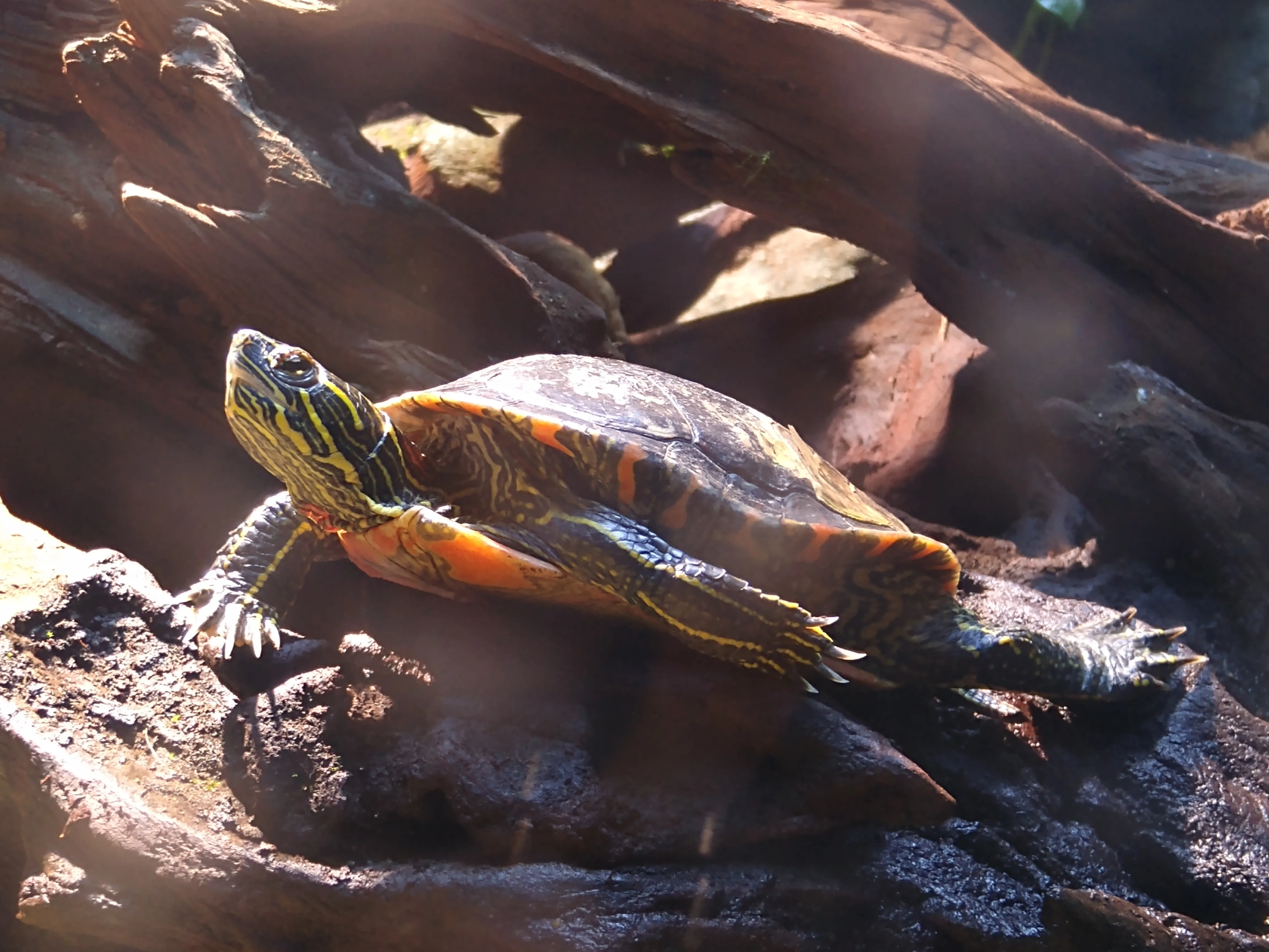 Zierschildkröte