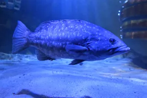 Makronesen Zackenbarsch (7)