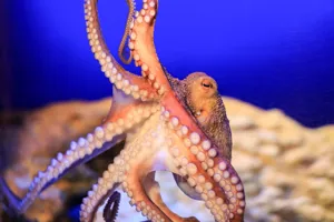 Oktopus