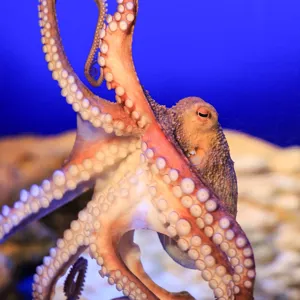 Oktopus