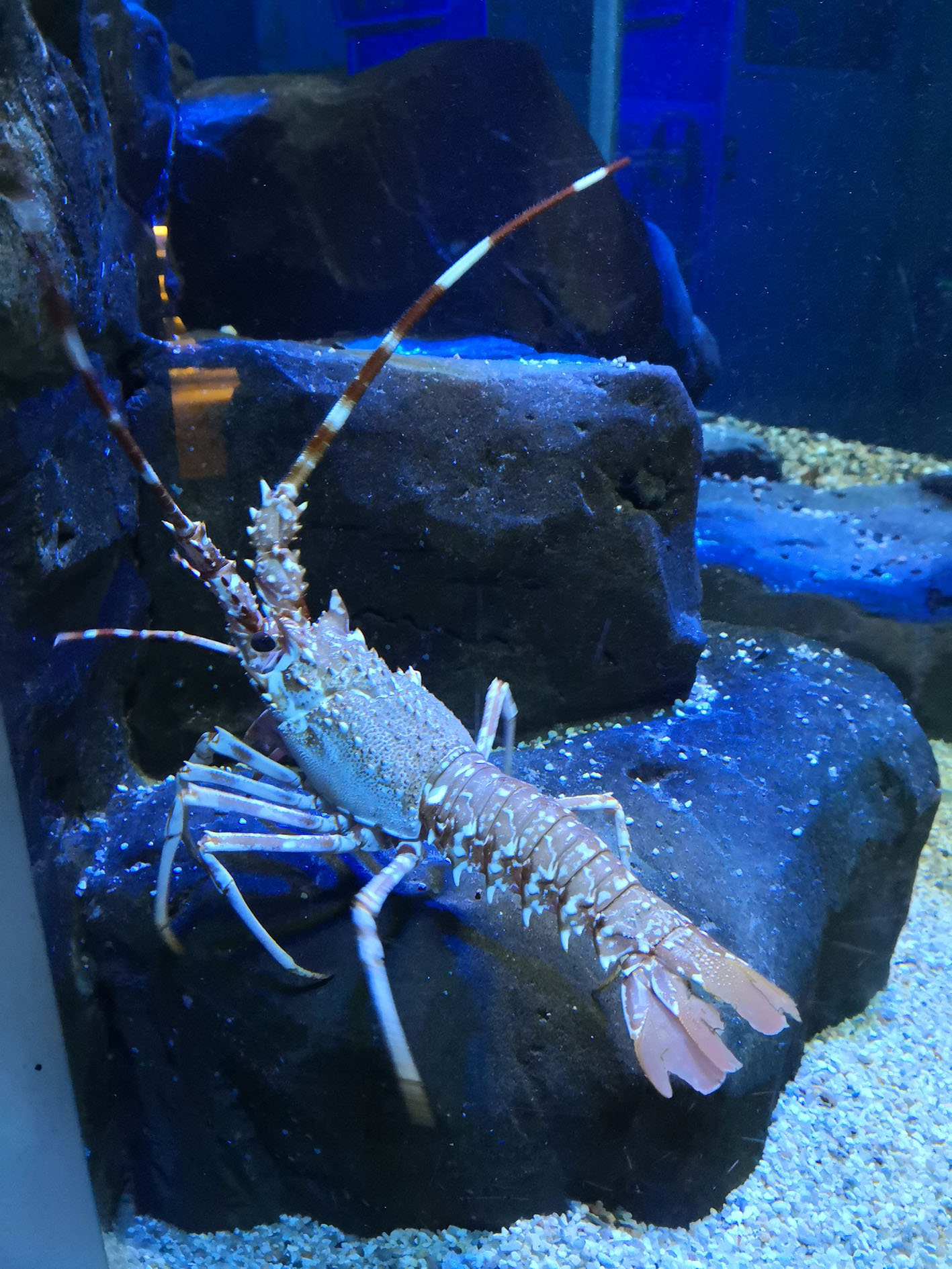 Europäische Languste | SEA LIFE Timmendorfer Strand Europäische Languste | SEA LIFE Timmendorfer Strand