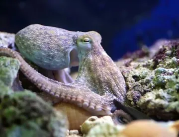 Oktopus Min