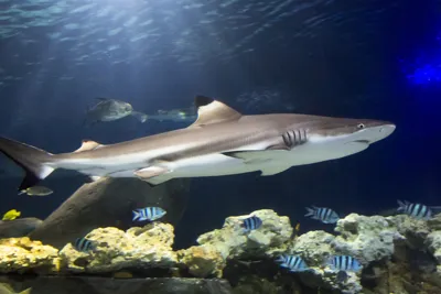 Schwarzspitzenriffhai SEALIFE