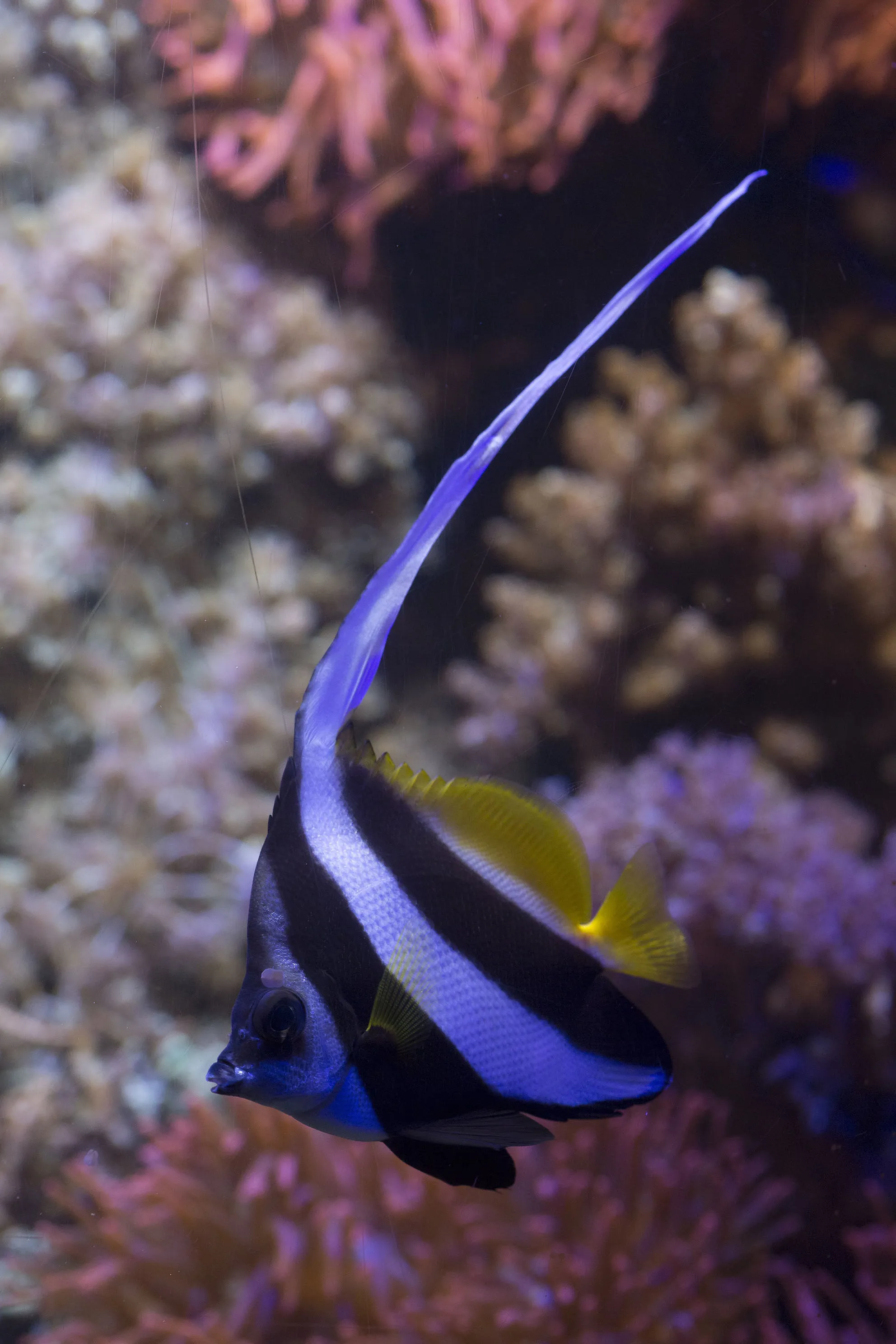 Wimpelfisch
