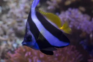 Wimpelfisch