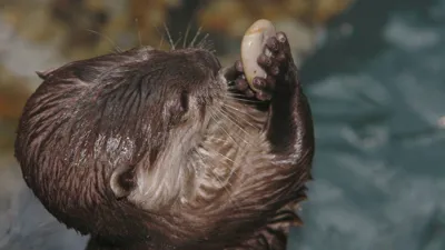 Otter 113 2