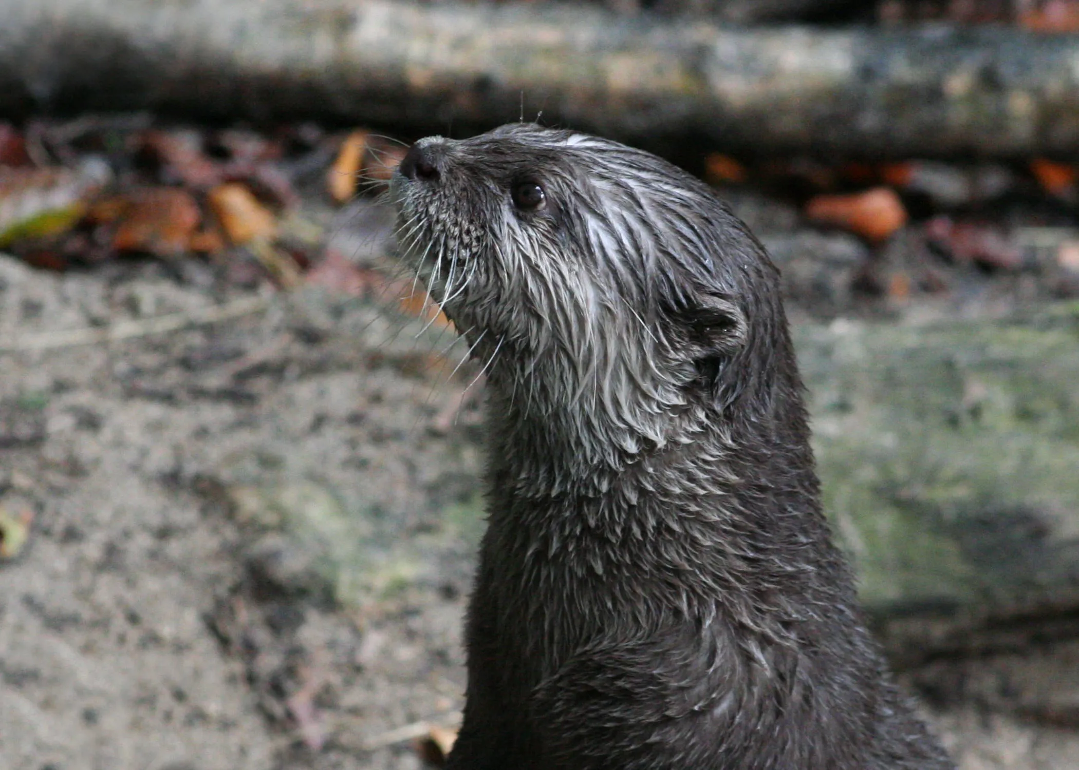 Otter (3)