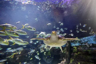 Speedy Meeresschildkröte