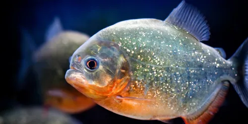 Piranha2 Min