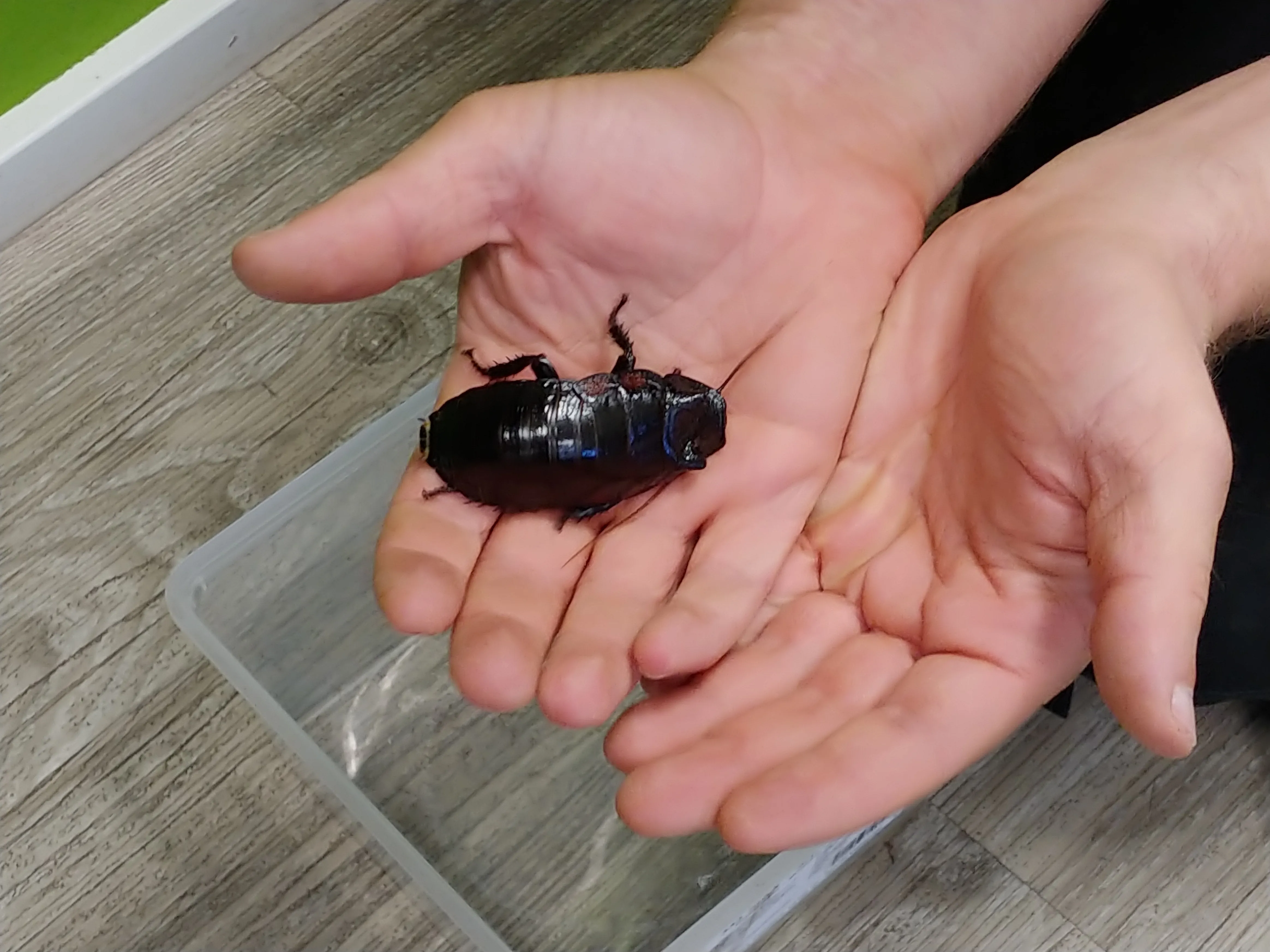 Fauchschabe Hand MUC