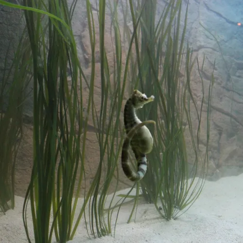Seepferdchen | SEA LIFE Timmendorfer Strand