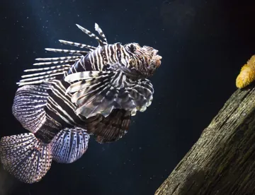 Feuerfisch (2) Min