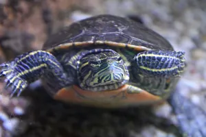 Zierschildkröte