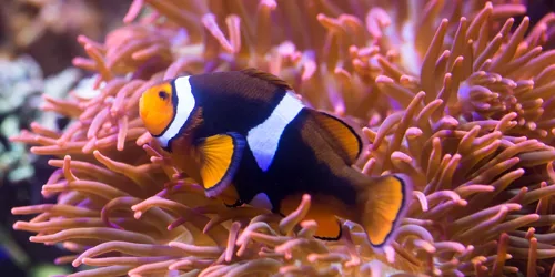 Sealife Clownfisch Min