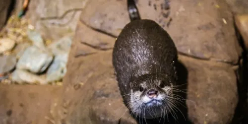 730X440 Otter