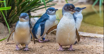 Fairy Penguins at SEA LIFE Weymouth - the only colony in Europe