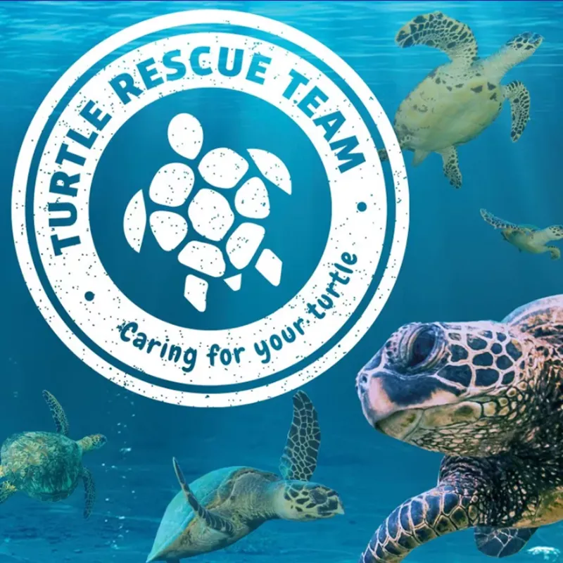 Turtle Rescue | SEA LIFE Weymouth