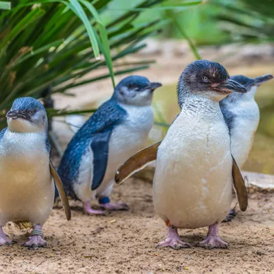 Weymouth Fairy Penguins Picture