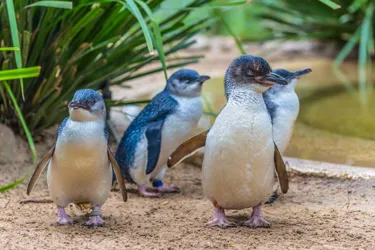 SEA LIFE Weymouth Fairy Penguins