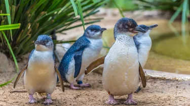 SEA LIFE Weymouth Fairy Penguins