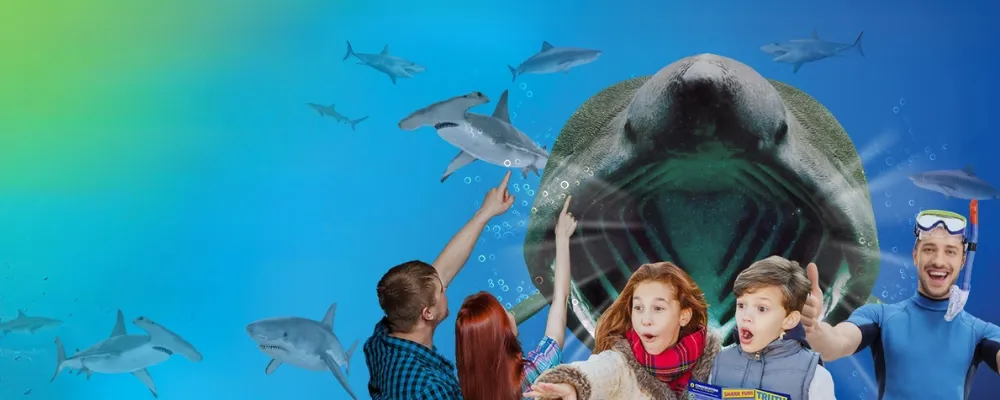 SEA LIFE Weymouth Sharklife Web Banner 2025 (1)