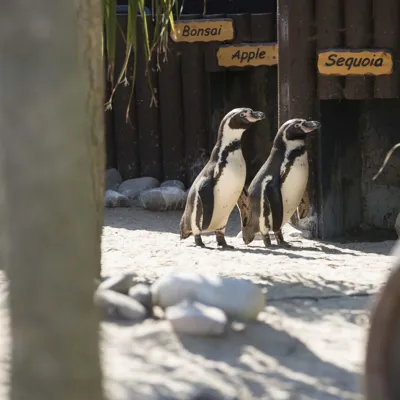 Two Humboldt Penguins at SEA LIFE Weymouth