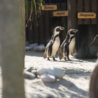 Two Humboldt Penguins at SEA LIFE Weymouth