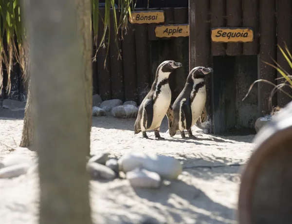 Two Humboldt Penguins at SEA LIFE Weymouth