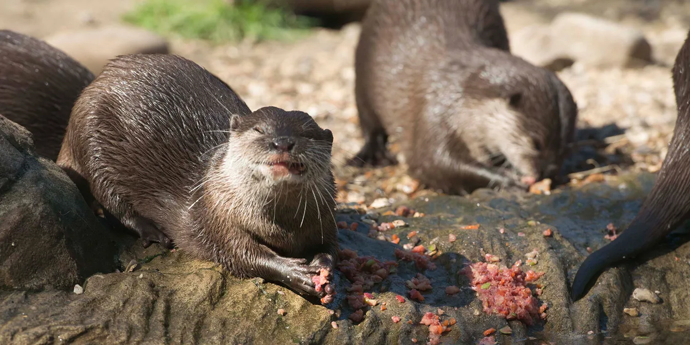 Otter Feeding Experience