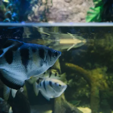 Archerfish at SEA LIFE