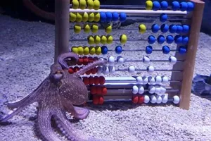 Octopus (1)
