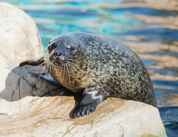 Seal at SEA LIFE Weymouth