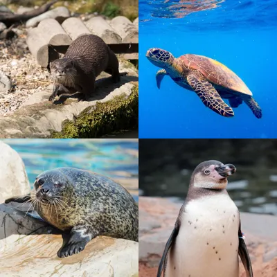 Adopt Animal Weymouth 1.1