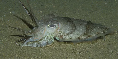 Cuttlefish creature of the deep