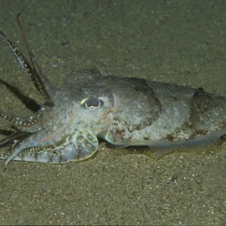 Cuttlefish creature of the deep